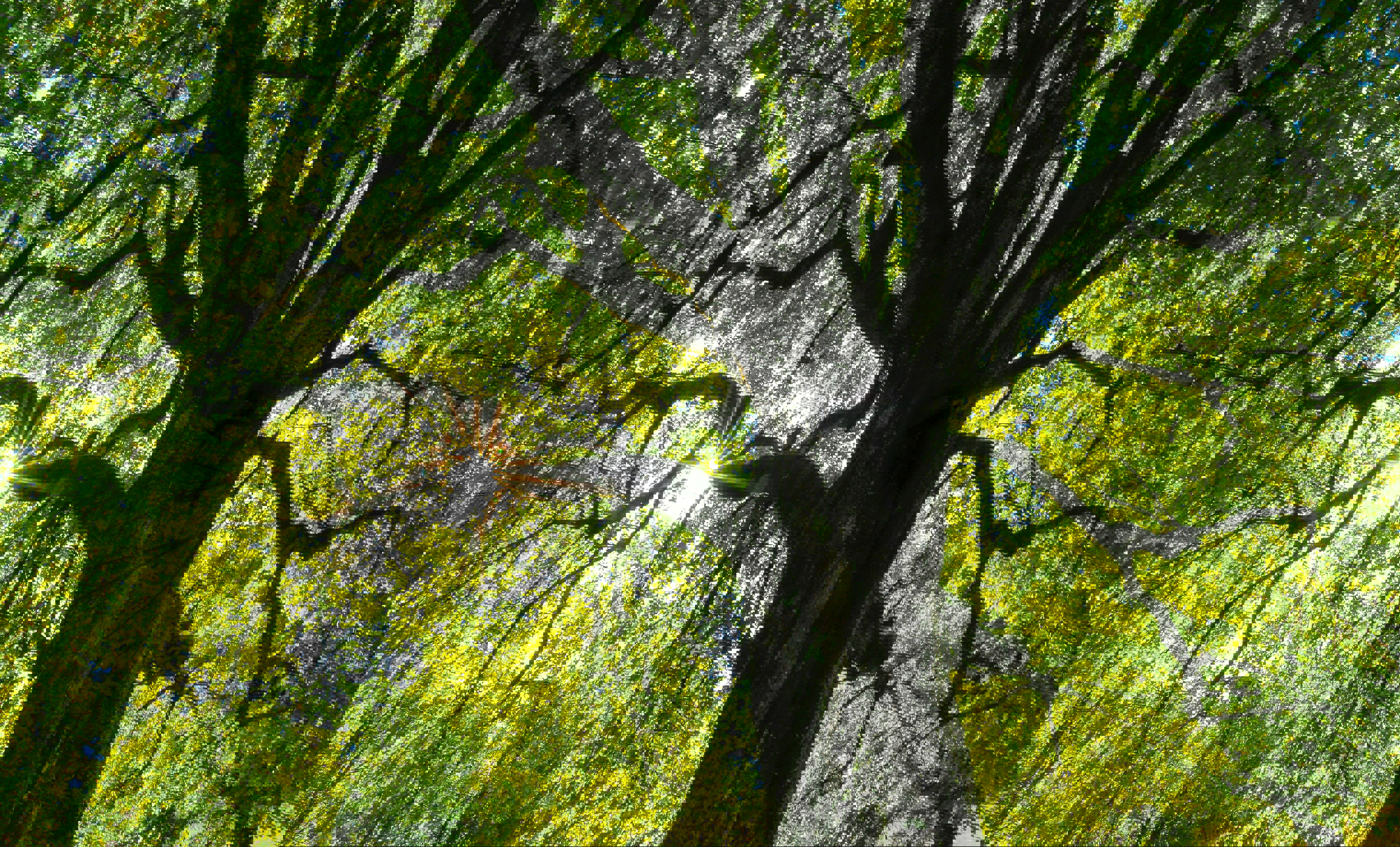 Enviromental Blog