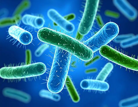 Firefly Legionella Bacteria In Water 475 X 360